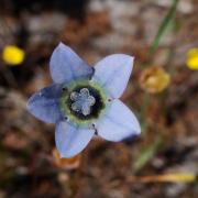 Wahlenbergia capensis, KRCA, spring